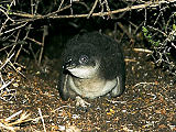 3 wk old penguin chick at burrow